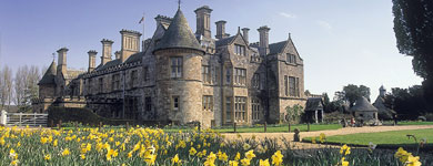 Daffodils surrounding Palace House