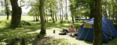 Camping in the New Forest